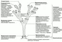 Бурые водоросли: характеристика, виды и применение Бурая водоросль в нашем рационе