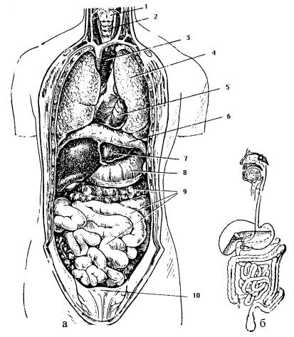 Схема органов человека мужчины